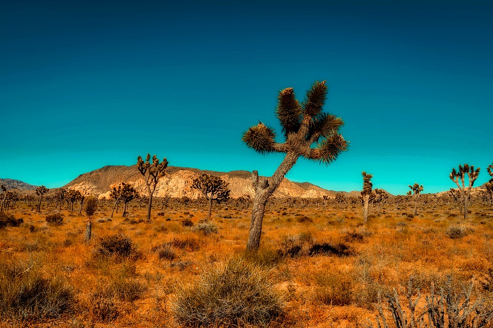 Joshua Tree