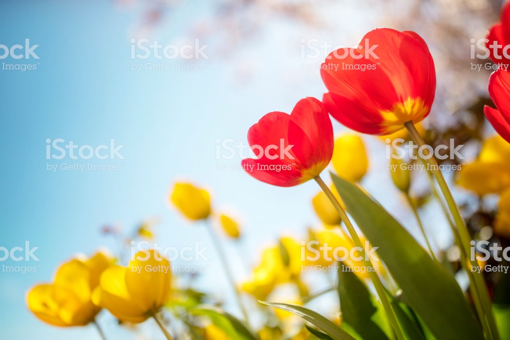 Main image of tulips